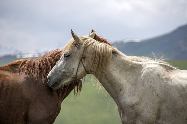 Deux chevaux se rapprochent debout tête à tête sur un fond de collines verdoyantes. Voyager au Kirghizistan
 - Photo, image