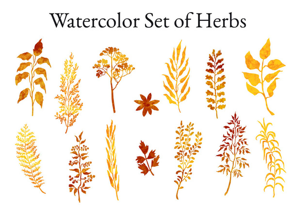 Ilustracja zbiór szkiców ziół, roślin i kwiatów - Wektor, obraz