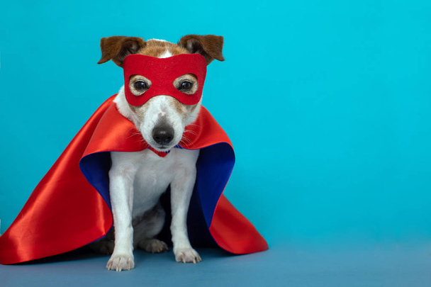 Dog jack russell super hero costume - Valokuva, kuva