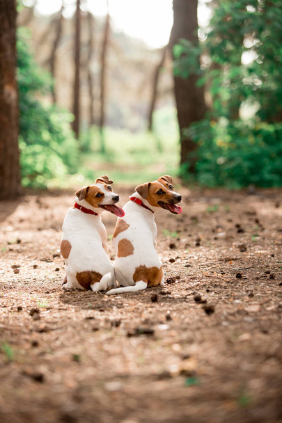 заднього виду Джека Рассел породи собак сидять в лісі в денний час  - Фото, зображення