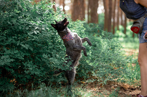 mulher formação cão amigável na floresta durante o dia  - Foto, Imagem