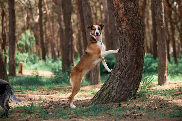 bonito cão inclinado na árvore enquanto posando na floresta
  - Foto, Imagem
