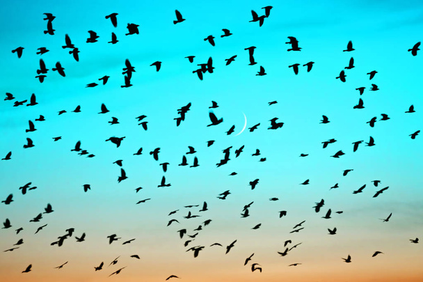 Csoportok a madarak repülnek naplementekor a Hold háttérben. Madarak sziluettek a lejtőn napfelkeltét égen. Holdkeringés. Holdhónap. Ragyogó többszínű Hajnal égen. Sok madár vándorol délre ősszel. - Fotó, kép