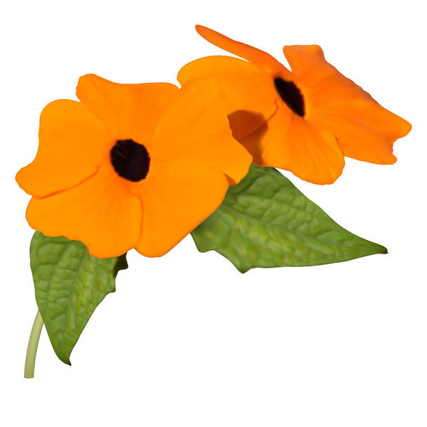 İki siyah gözlü Susan asma (Thunbergia Alata) çiçekler - Vektör, Görsel