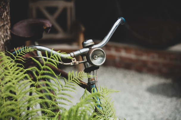 old rusty bicycle near the fern bush - Photo, Image