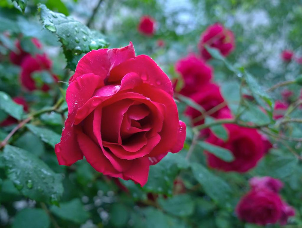 Czerwone róże z kroplami wody - Zdjęcie, obraz