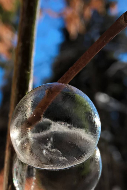 Білі бульбашки на осінньому дереві
 - Фото, зображення