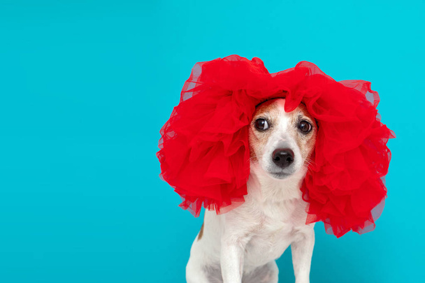Adorable perrito en peluca roja
 - Foto, Imagen
