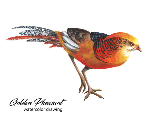 Bright red and orange chinese pheasant watercolor drawing - Φωτογραφία, εικόνα