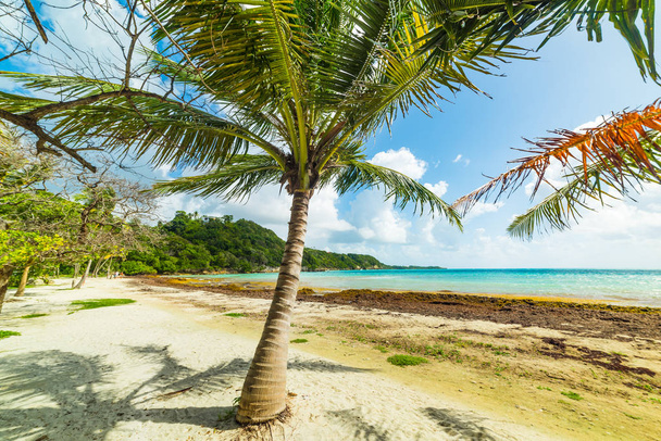 Белый песок и пальмы на пляже Пуэнт-де-ла-Салин в Гуаделе
 - Фото, изображение