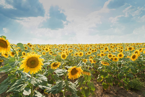 malerischen Blick auf Sonnenblumenfeld mit bewölkten blauen Himmel auf dem Hintergrund zur Sommerzeit  - Foto, Bild