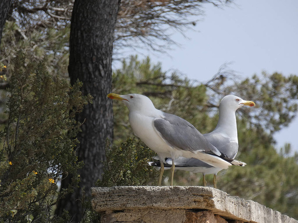 Gaviotas posando relajadas y gritando buscando a sus polluelos y haciendo vuelos de reconocimiento
. - Foto, Imagen