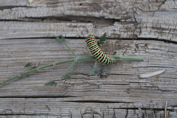 Caterpillar spelen op planken en planten - Foto, afbeelding
