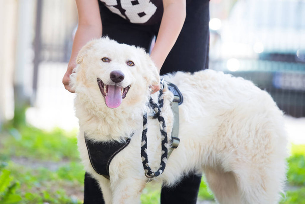 Training a white adopted dog - Photo, Image