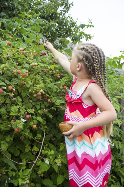 Cute blonde girl in a bright dress collects ripe raspberries in a ceramic bowl on farm or in garden. Blonde child. Summer or autumn harvest of berries. - Photo, Image