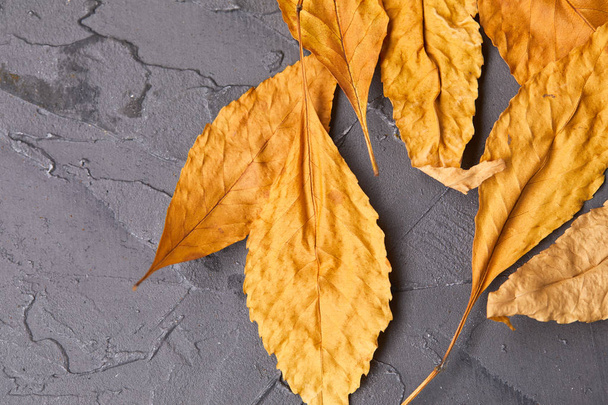 folhas de outono em fundo cinza, close-up
  - Foto, Imagem
