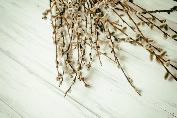Willow branches on a white background - Foto, afbeelding