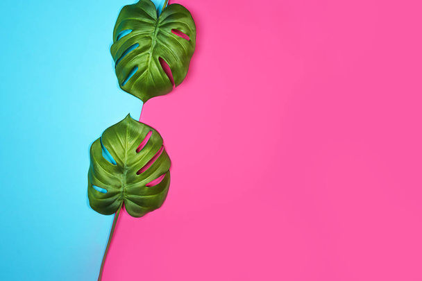 Tropical leaves Monstera, Swiss Cheese Plant, on pink blue background. - Fotó, kép
