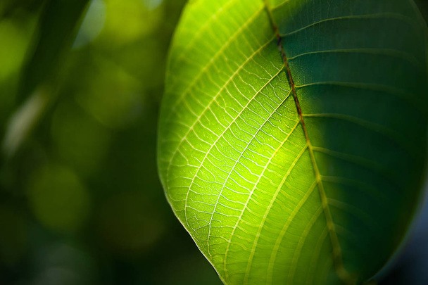 Green leaf shines through the sunlight, selective focus.  - Photo, Image