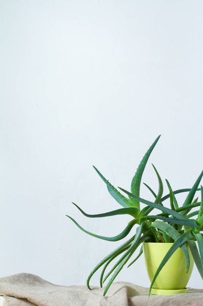 Duży Aloe roślina w jasnozielonym garnku stoi na naturalnej tkaniny na białej konsoli naprzeciwko białej ścianie - Zdjęcie, obraz