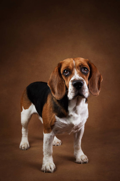 Cute Beagle dog standing against brown background - 写真・画像
