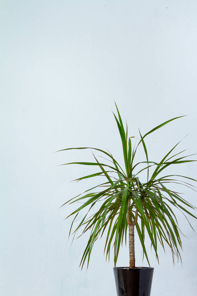 Een grote Dracaena plant in een donkere pot staat tegenover de witte texturale muur - Foto, afbeelding