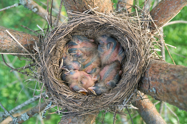 Newborn thrush's chicks are opening sleeping in the nest located on the pine tree. - Photo, Image
