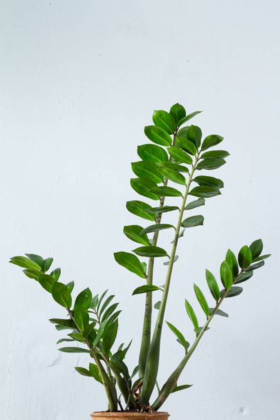 grüne Blume Zimmerpflanze zamiokulkas oder Dollar-Baum wächst in tonbraunen Topf isoliert auf weißem textuellen Hintergrund - Foto, Bild