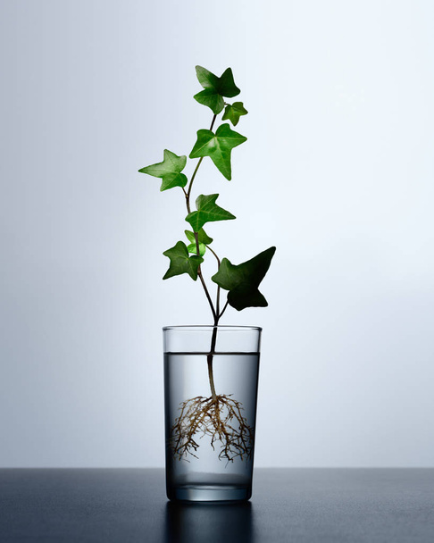 Ivy plant ontspruiten wortels in glas water - Foto, afbeelding