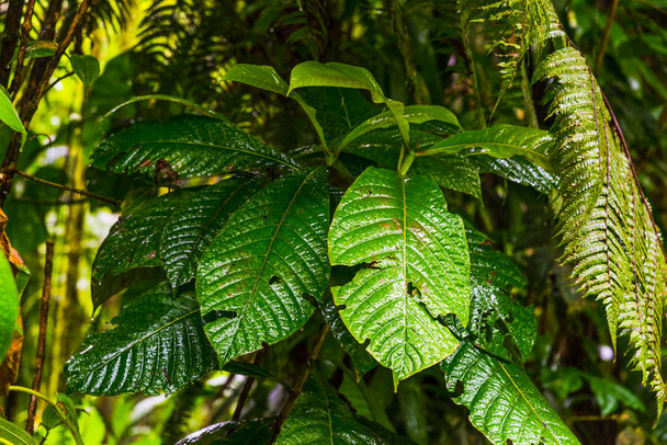 Close up de plantas verdes na selva Basse Terre em Guadalupe
 - Foto, Imagem