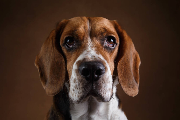 Cute Beagle dog standing against brown background - Foto, imagen