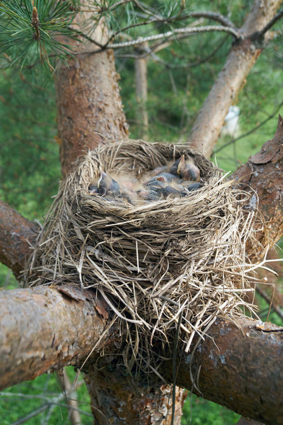 Bird's nest with sleeping newborn thrush nestlings located on the pine tree - Photo, Image
