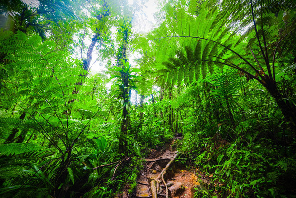 Plantas verdes y camino de tierra en la selva Basse Terre en Guadalupe
 - Foto, imagen