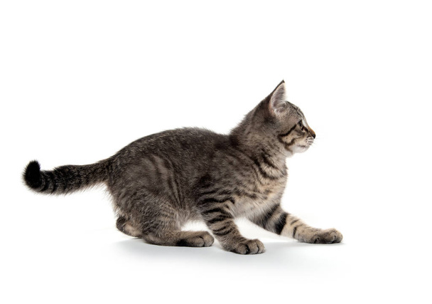 Tabby cat playing on white background - Foto, Imagen