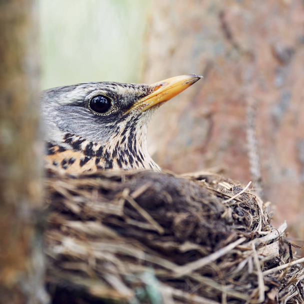 Thrush incubates the eggs sitting in the nest - Photo, Image