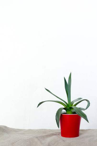 Uma planta pequena do agave em um potenciômetro vermelho está no tecido natural no console branco oposto à parede branca
 - Foto, Imagem