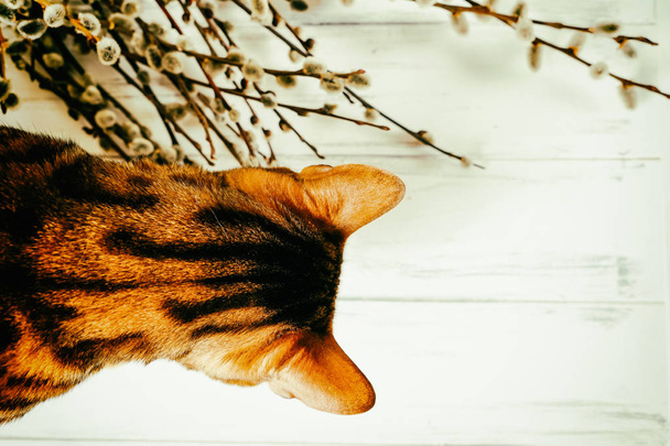 Красивая бенгальская кошка
 - Фото, изображение