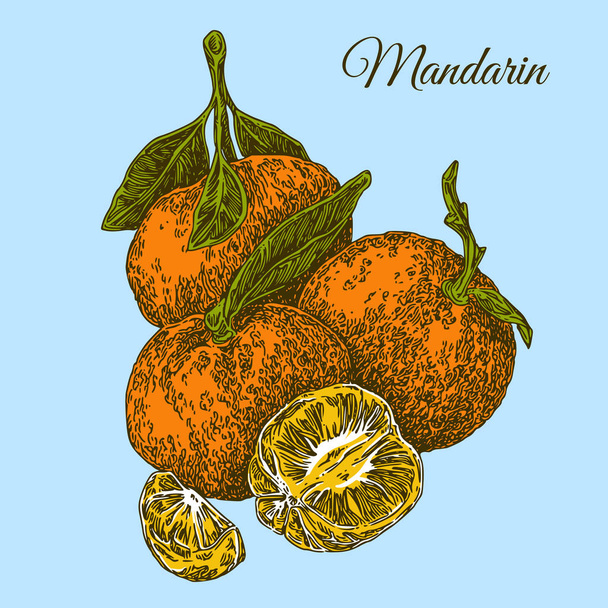 Healthy food. Mandarin on branch with leaves. Color card.  - Vektor, obrázek
