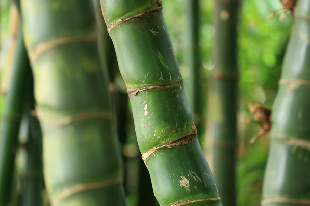 Bamboo forest background - Foto, Imagem
