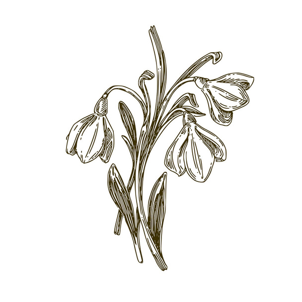 Small bouquet of snowdrops. Vintage. - Wektor, obraz