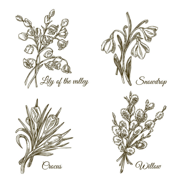Beautiful vintage set of small spring bouquets. Lily of the valley, snowdrop, crocus and willow branch. - Vector, afbeelding