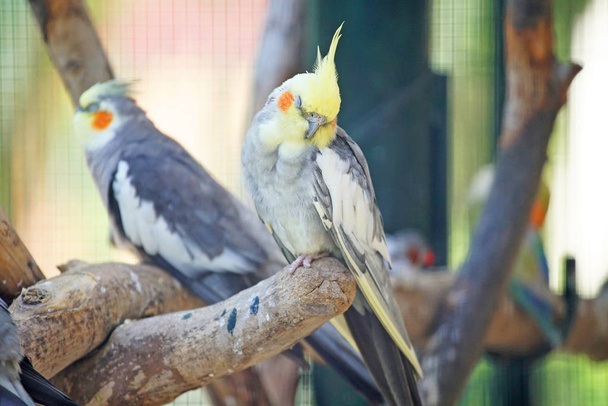 Malownicza strzał pięknych papug na oddział w zoo - Zdjęcie, obraz