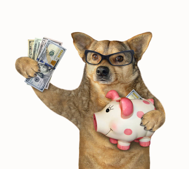 Dog holding a piggy bank - Foto, Imagem