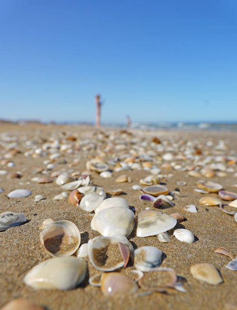 живописный кадр красивого синего моря с песчаным пляжем, покрытым галькой и раковинами
 - Фото, изображение