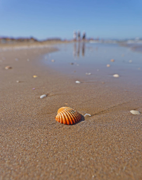 scenic shot of shell on sandy beach near beautiful blue sea - Photo, Image