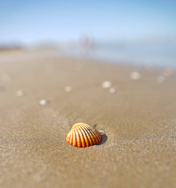 живописный снимок снаряда на песчаном пляже возле красивого синего моря
 - Фото, изображение