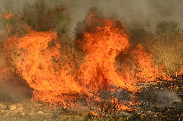 Strefa przybrzeżna Bagno Creek, silny dym z ognia z Liana przerost. Wiosną pożary suchych stroiki niebezpiecznie podejść do domów wsi przez rzekę czyszczenie pola stroiki, suchej trawy. Klęska żywiołowa - Zdjęcie, obraz