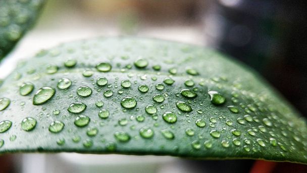 Водяні краплі на зеленому листі рослини лічі. Для тла і текстури крупним планом
 - Фото, зображення