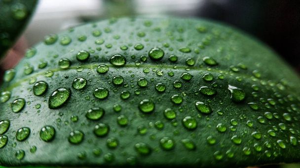 Water droplets on green leaves of a lychee plant. For background and texture closeup - Photo, Image