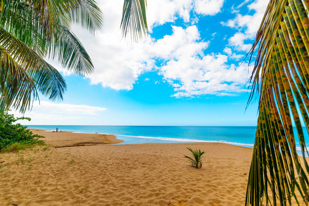 Palmové stromy a zlatavý písek na pláži La Perle na Guadeloupe - Fotografie, Obrázek